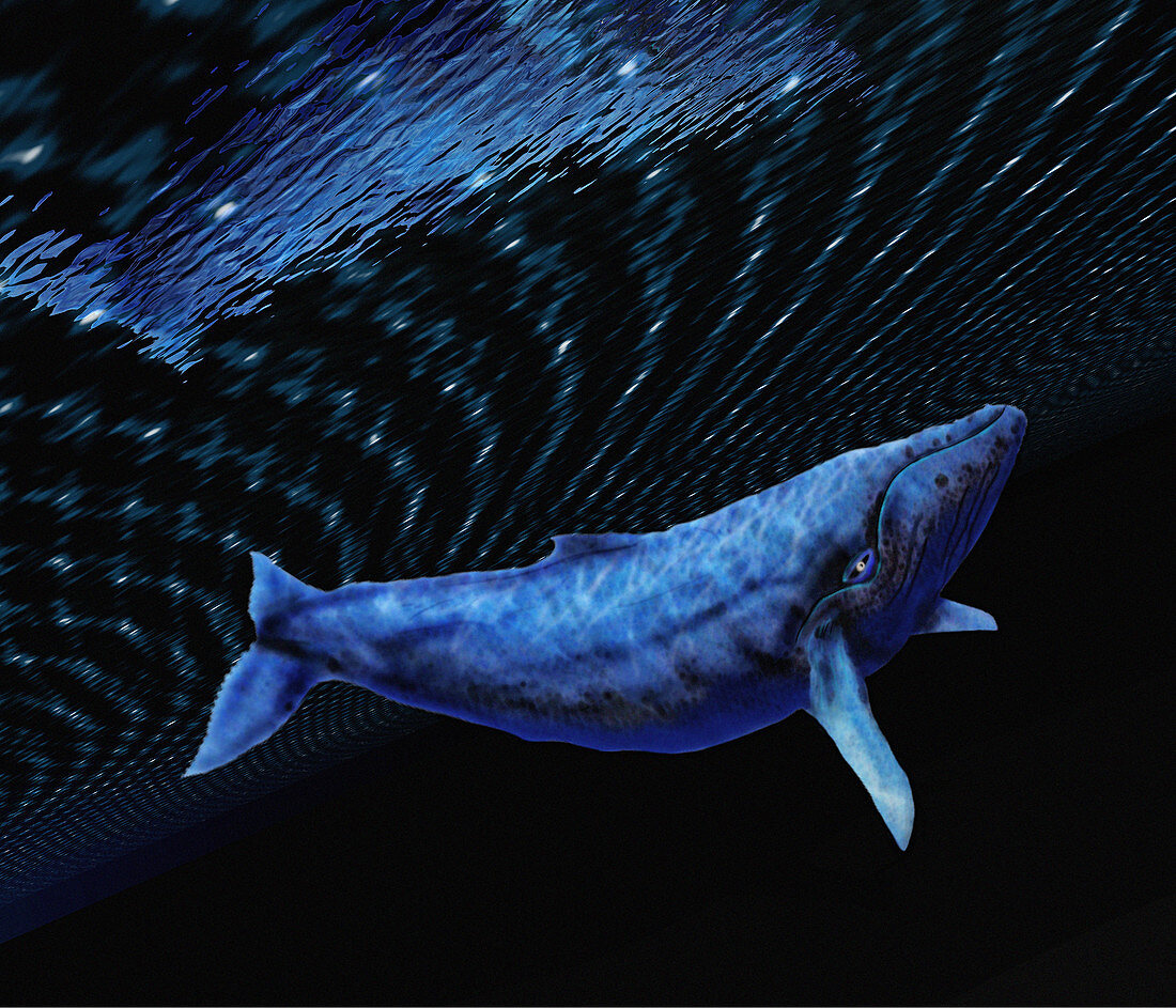 Computer artwork of a humpback whale