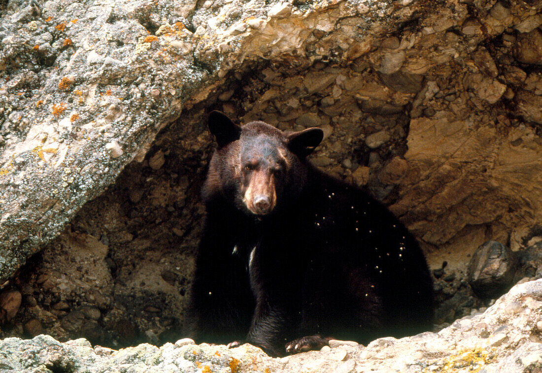 View of a black bear in a cave on a cliffside
