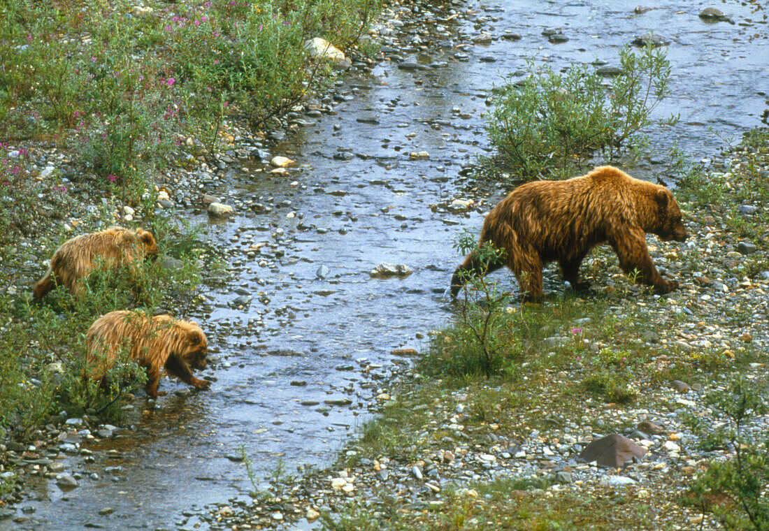 View of female brown bear with her cubs