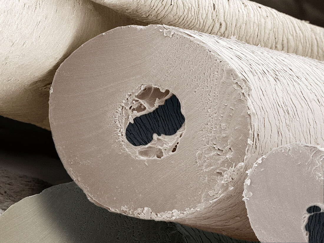 Polar bear insulating hair,SEM