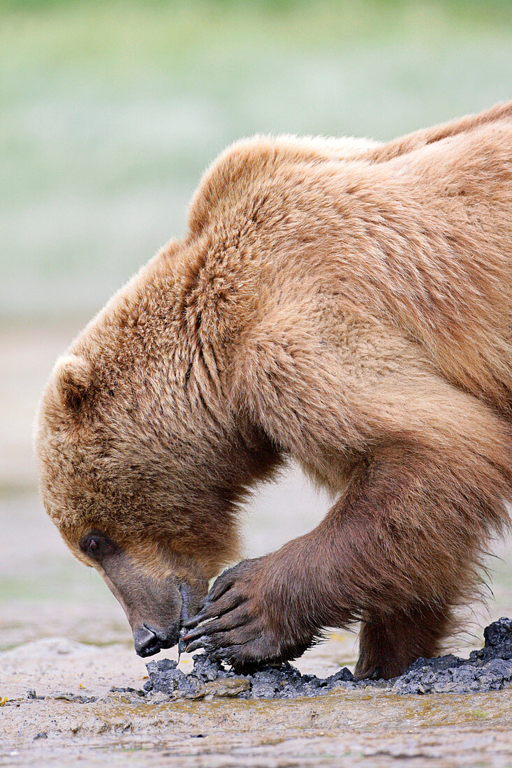 Brown bear feeding