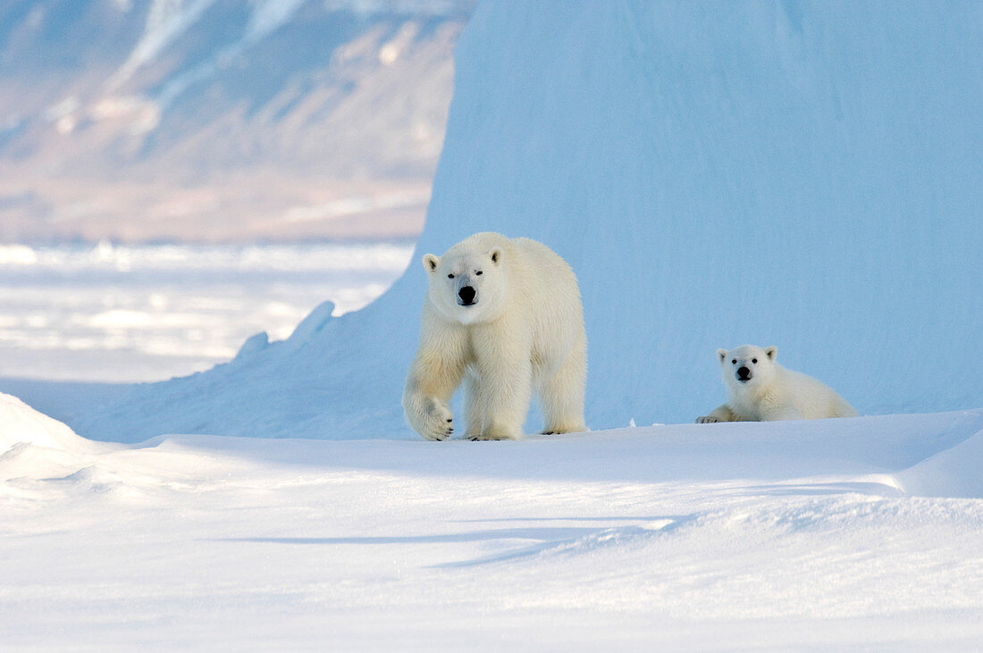 Polar bear mother and cub