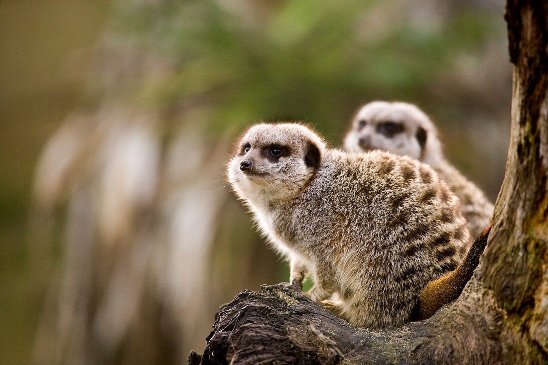 Slender-tailed meerkats