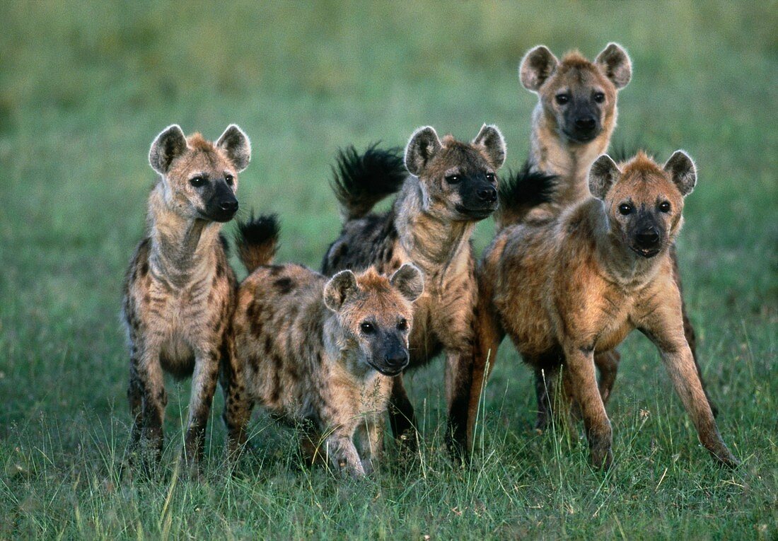 Pack of spotted hyenas (Crocuta crocuta)