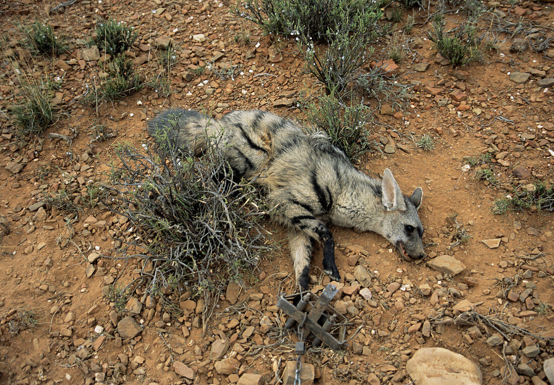 Aardwolf caught in a trap