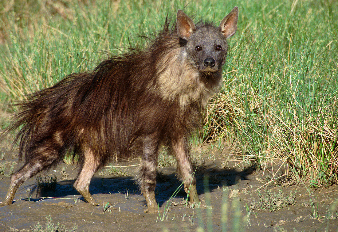 Brown hyena