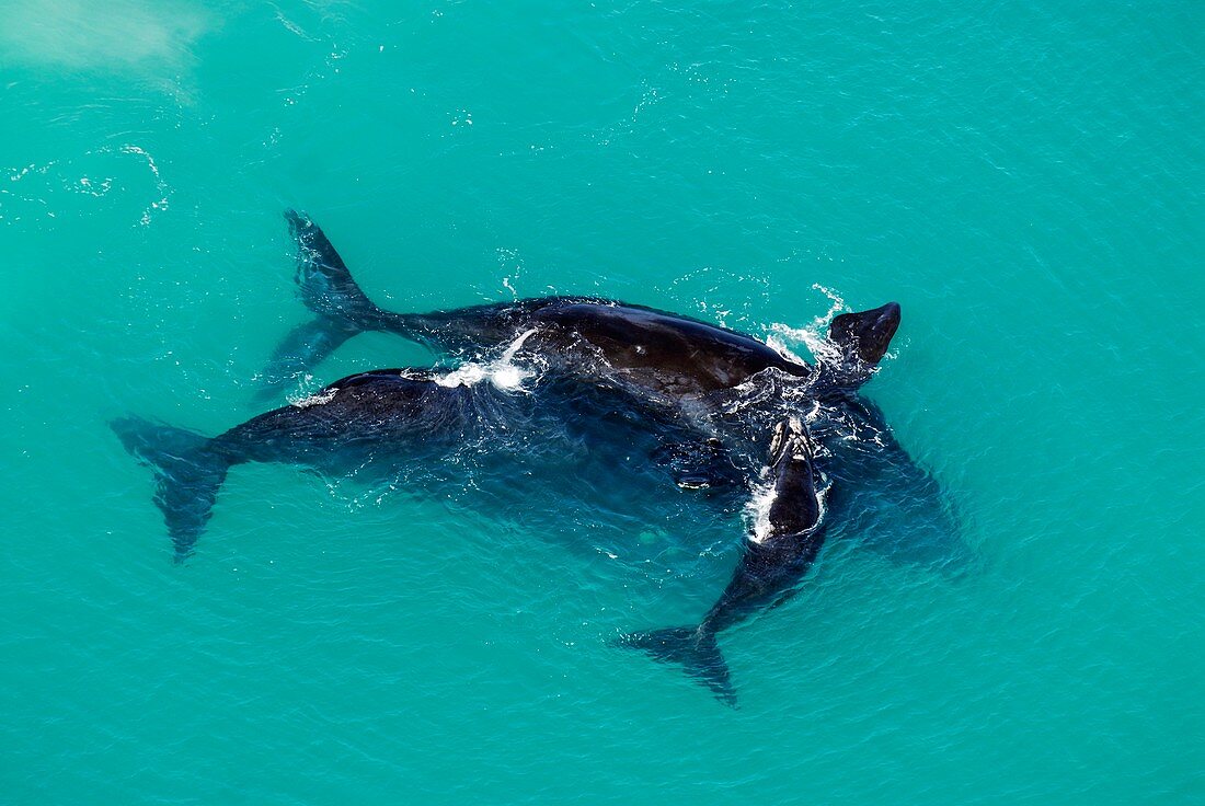 Southern right whale mating pair and calf