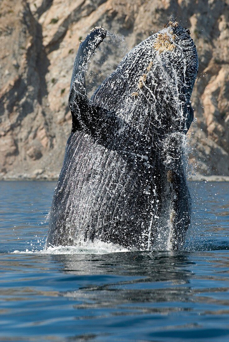 Humpback whale