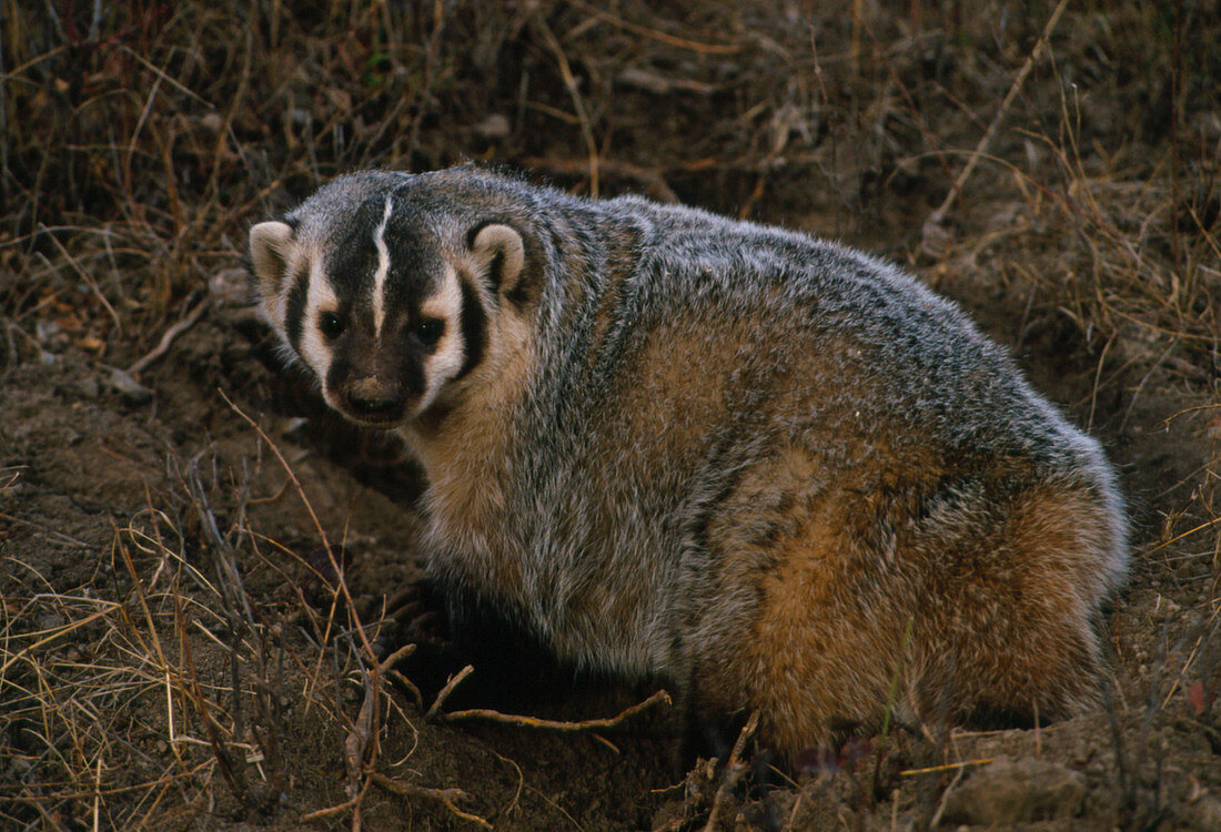 North American badger