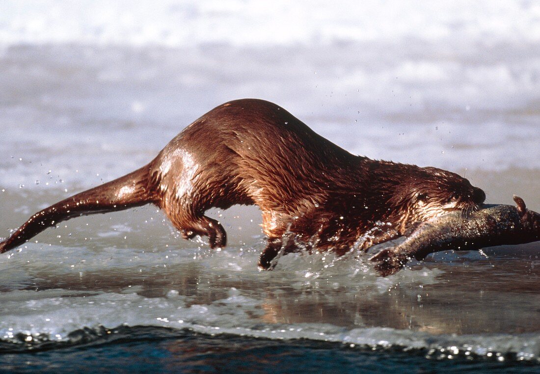 Canadian otter,Lutra canadensis,carryin