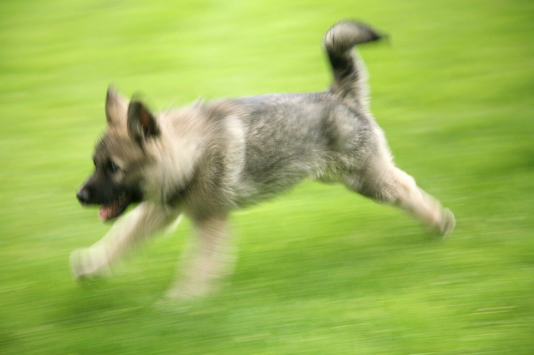 Norwegian elkhound puppy