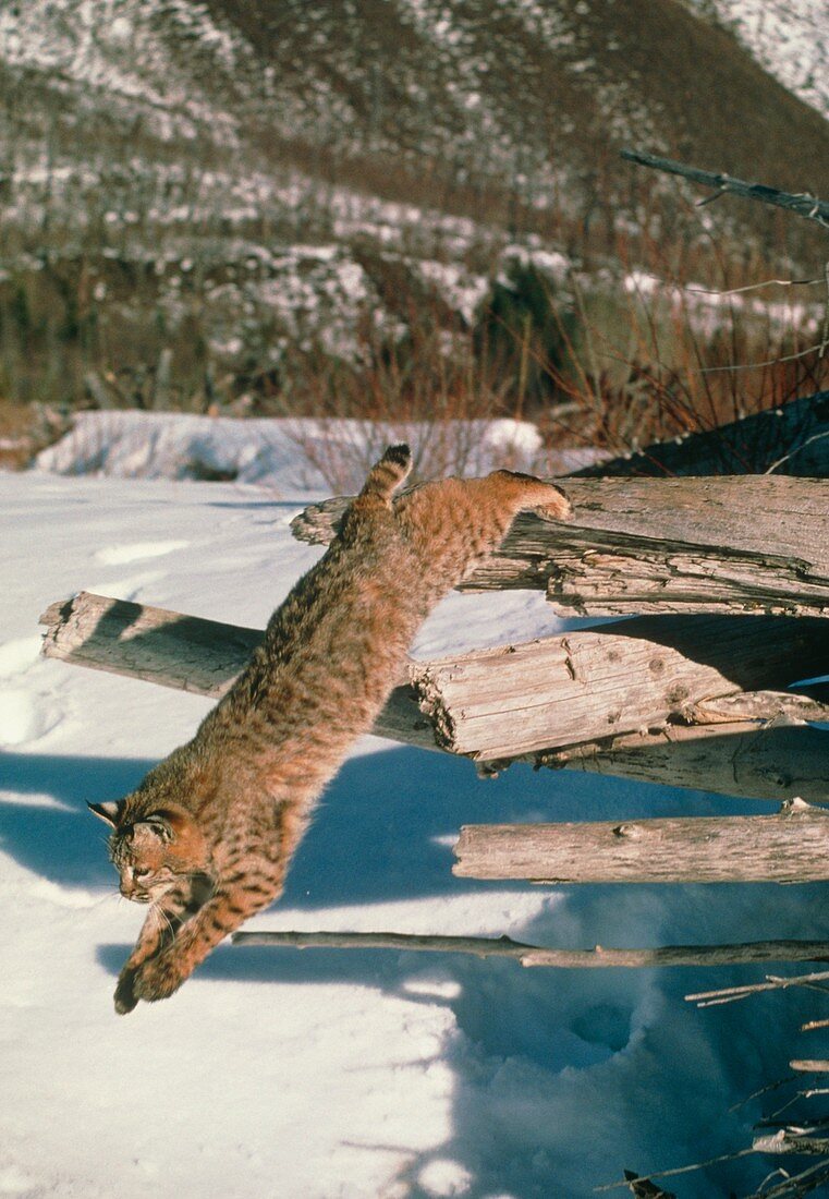 Bobcat jumping