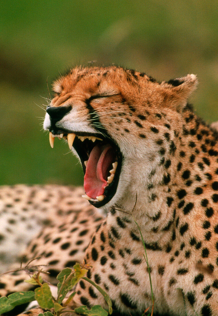 Cheetah (Acinonyx jubatus) yawning showing teeth