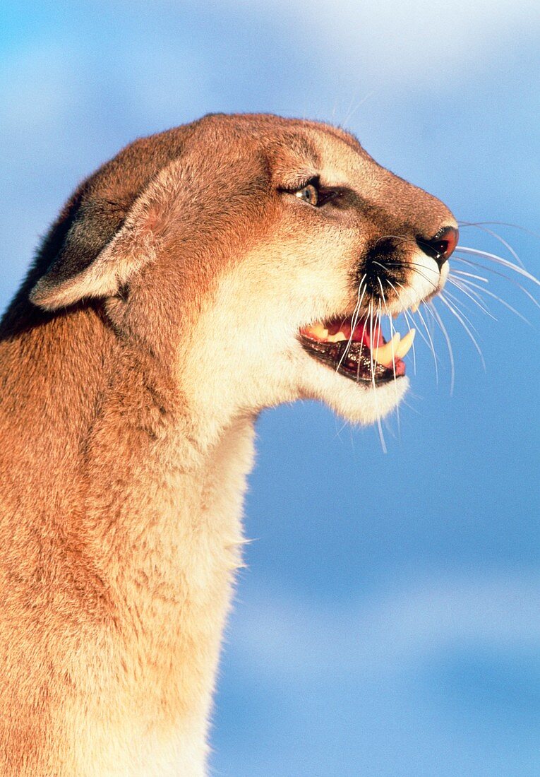Side view of the head of a mountain lion
