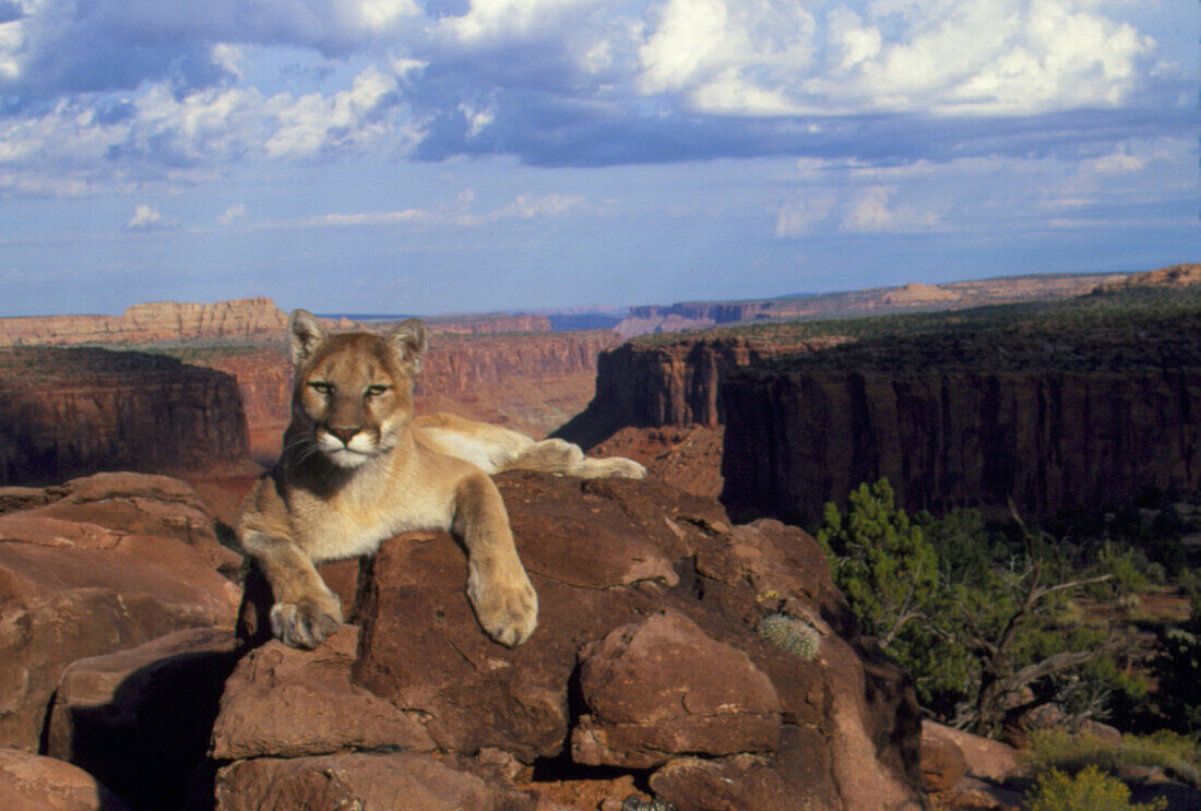 View of a mountain lion resting over a canyon