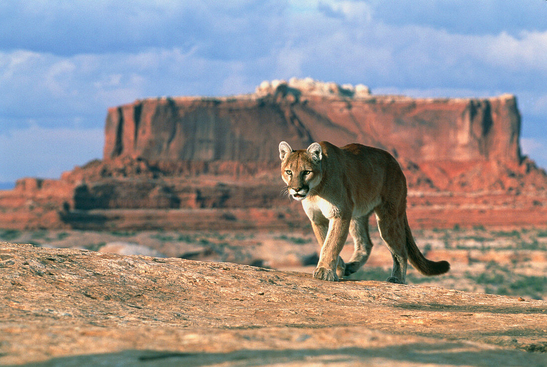 View of a mountain lion walking on slickrock