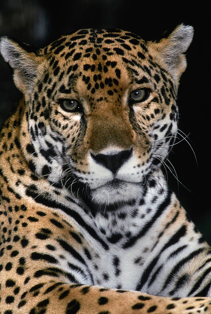 View of the head of a jaguar (Panthera onca)