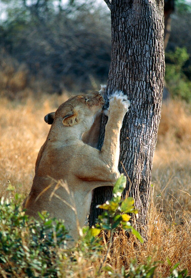 Lioness sharpening claws