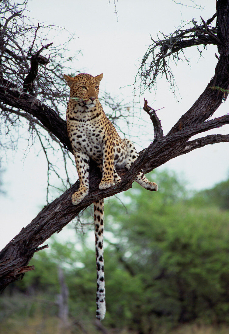 Leopard in tree