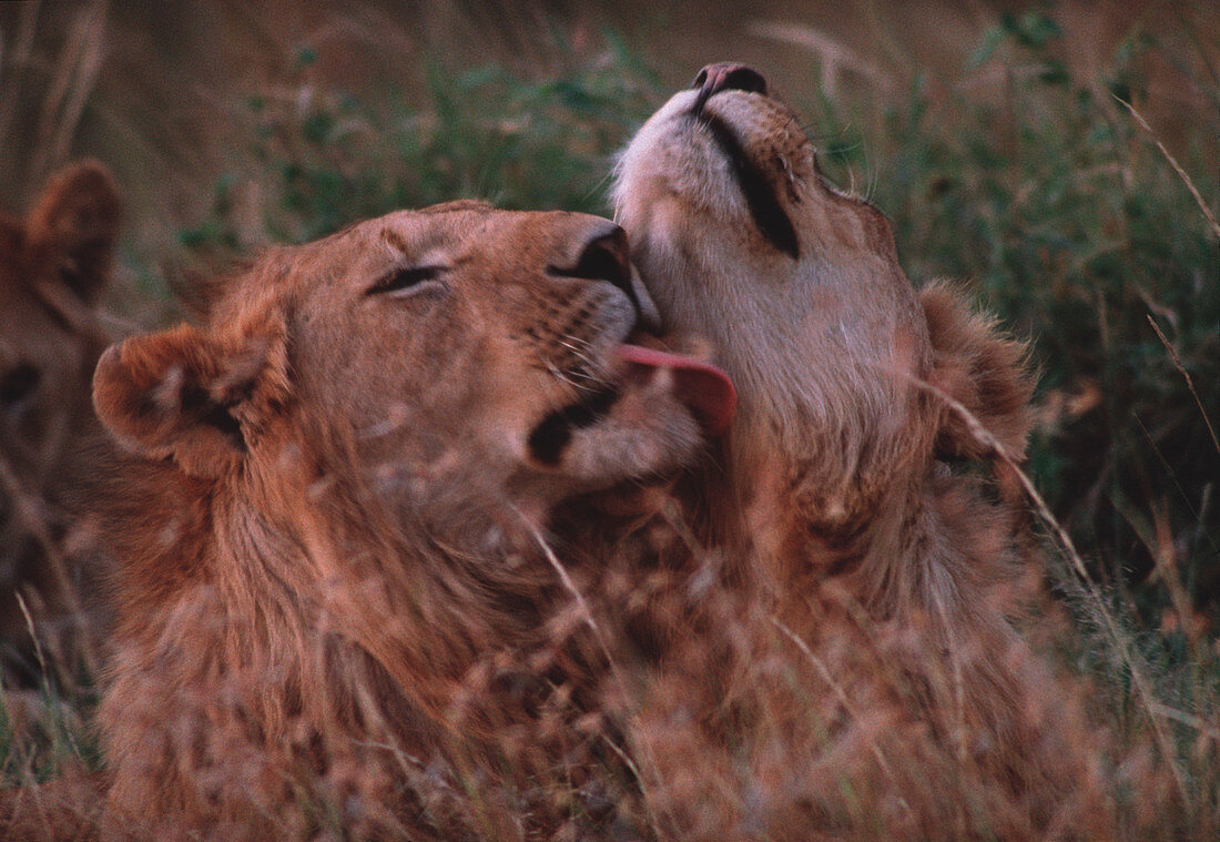 Lions grooming