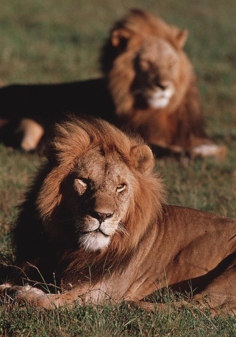 Lions relaxing