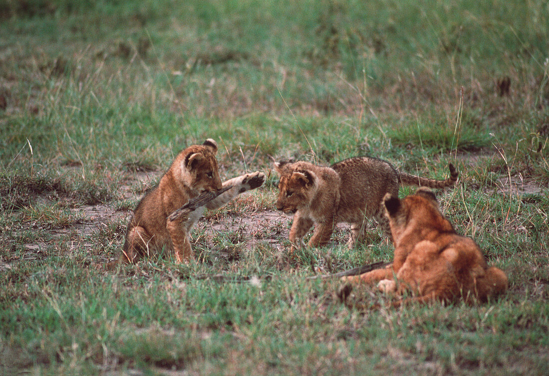 Lion cubs