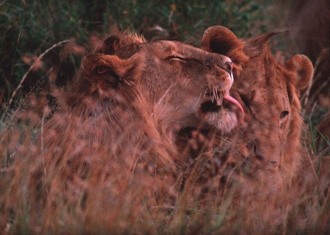 Lions grooming