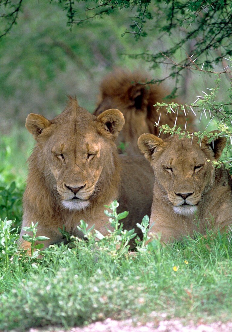 Lions relaxing