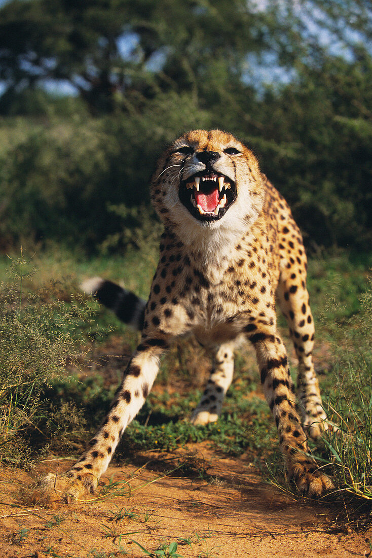 Snarling cheetah