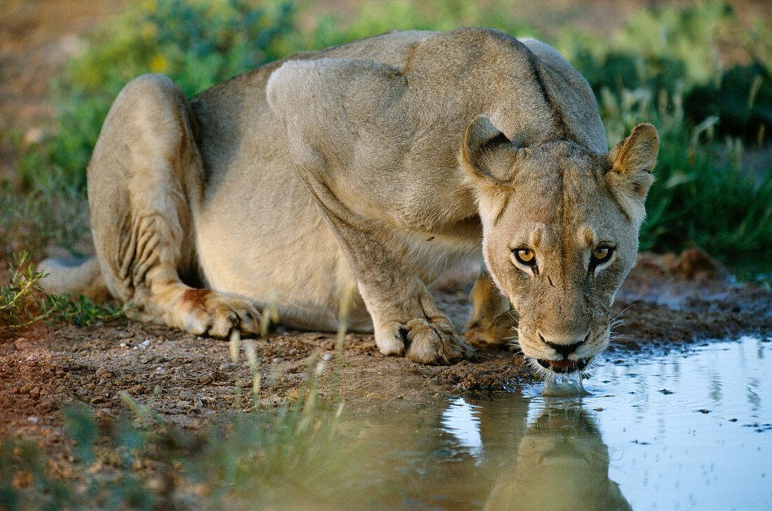 Lioness drinking