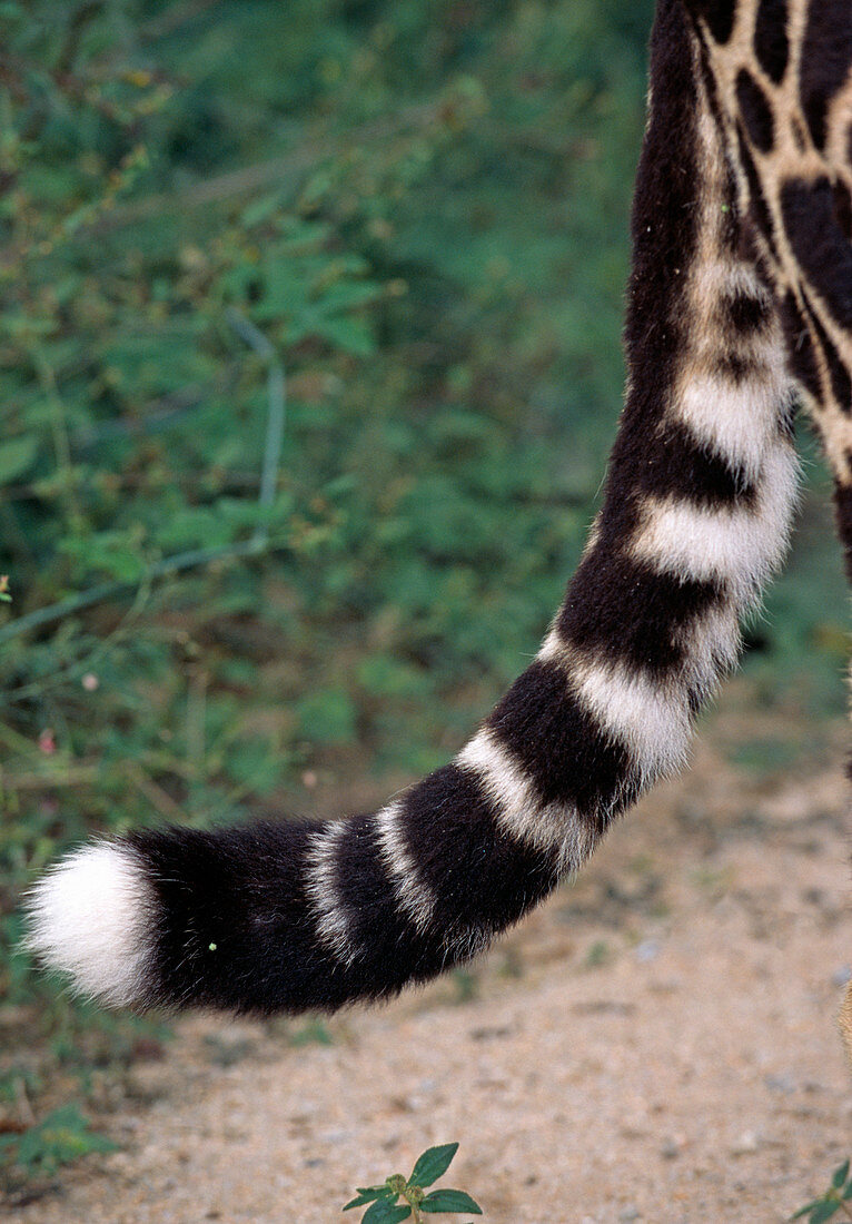 King cheetah tail
