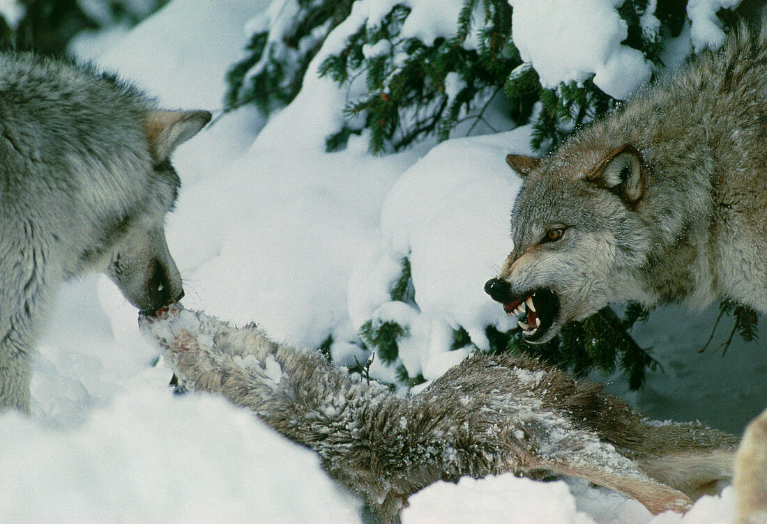 Grey wolves with a kill