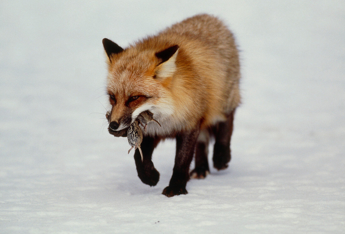 Western red fox,Vulpes vulpes macroura,& voles