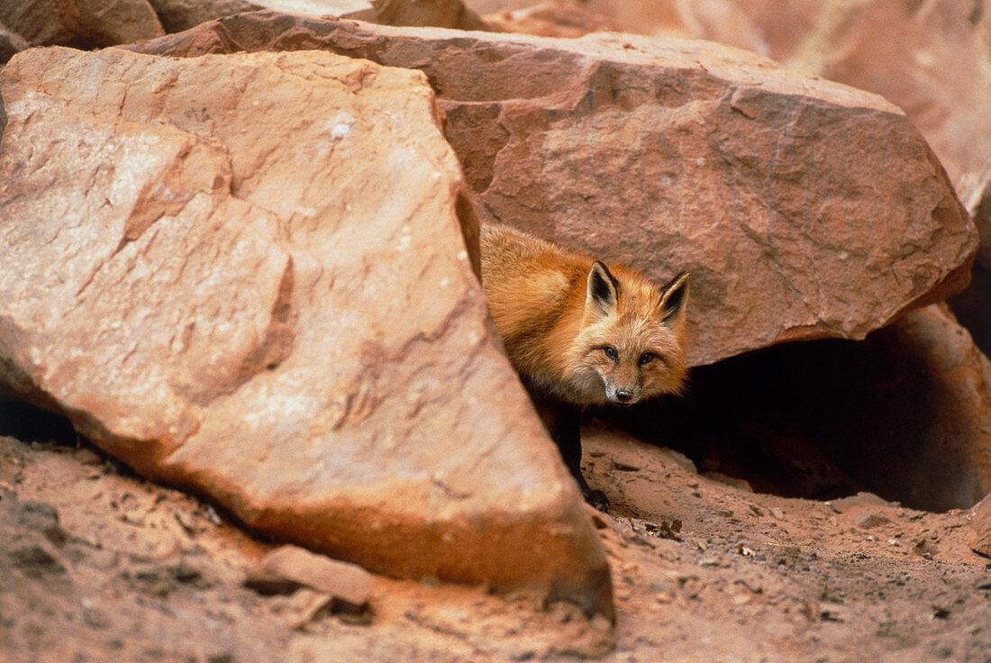 View of a western red fox,Vulpes vulpes macroura