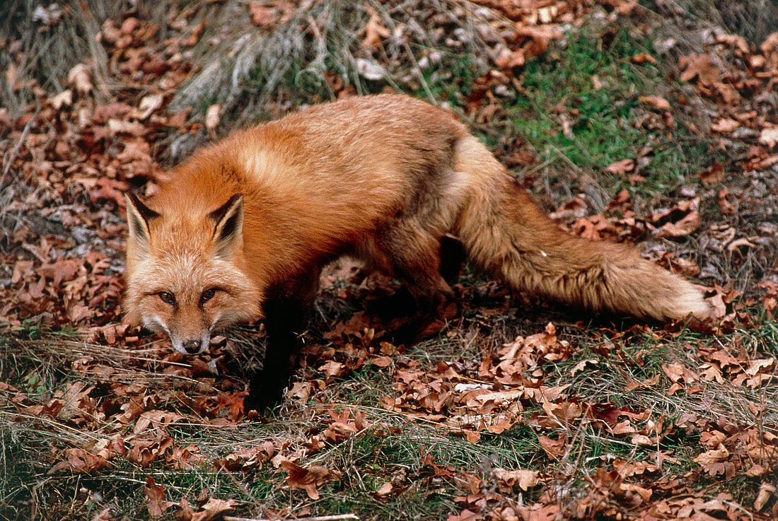 View of a western red fox,Vulpes vulpes macroura