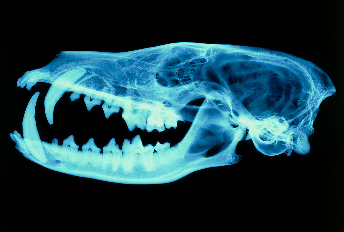 X-ray of the skull of a red fox (Vulpes vulpes)