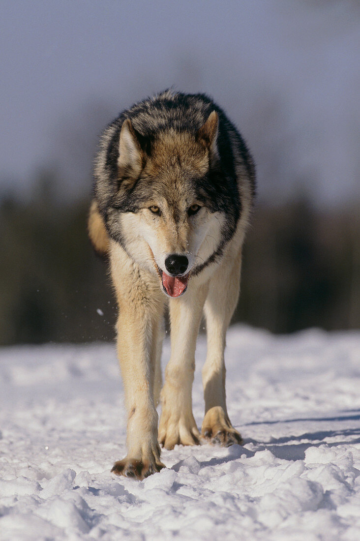 Grey wolf in snow