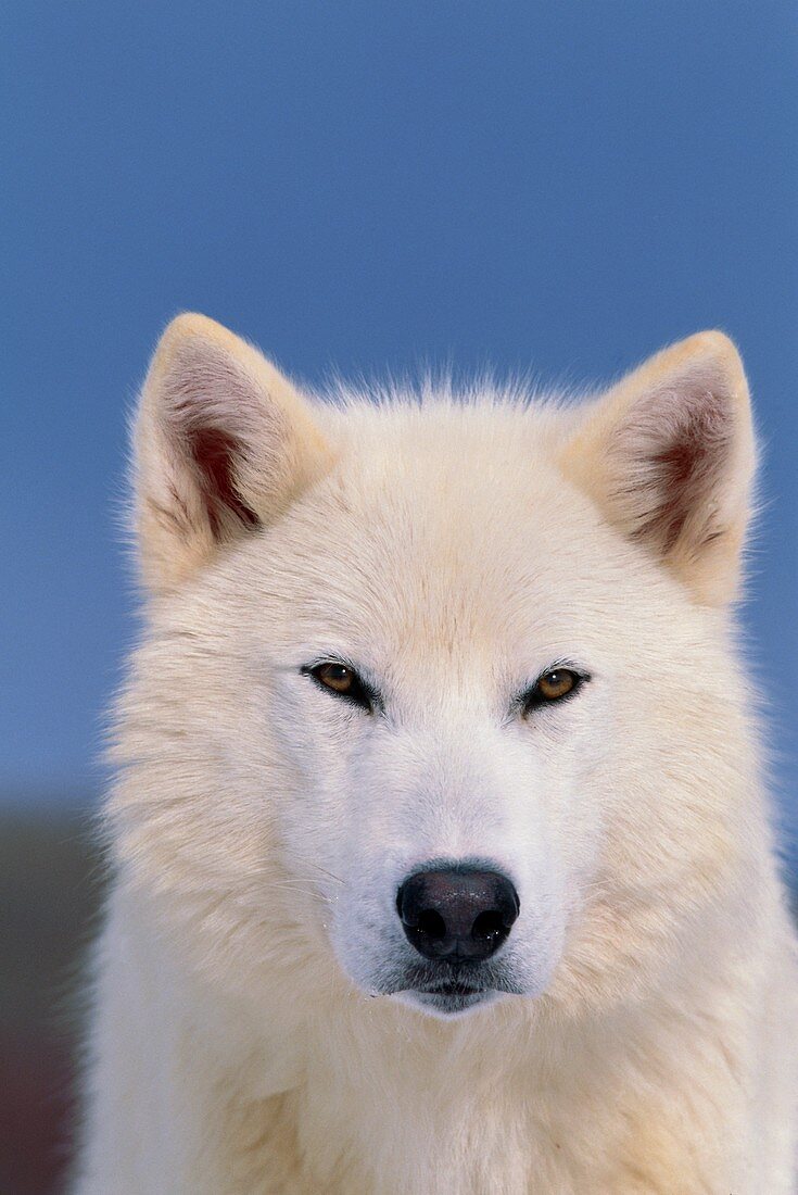 Grey wolf white-form