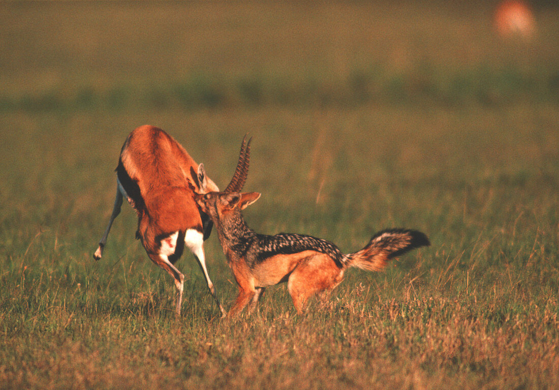 Jackal attacking gazelle