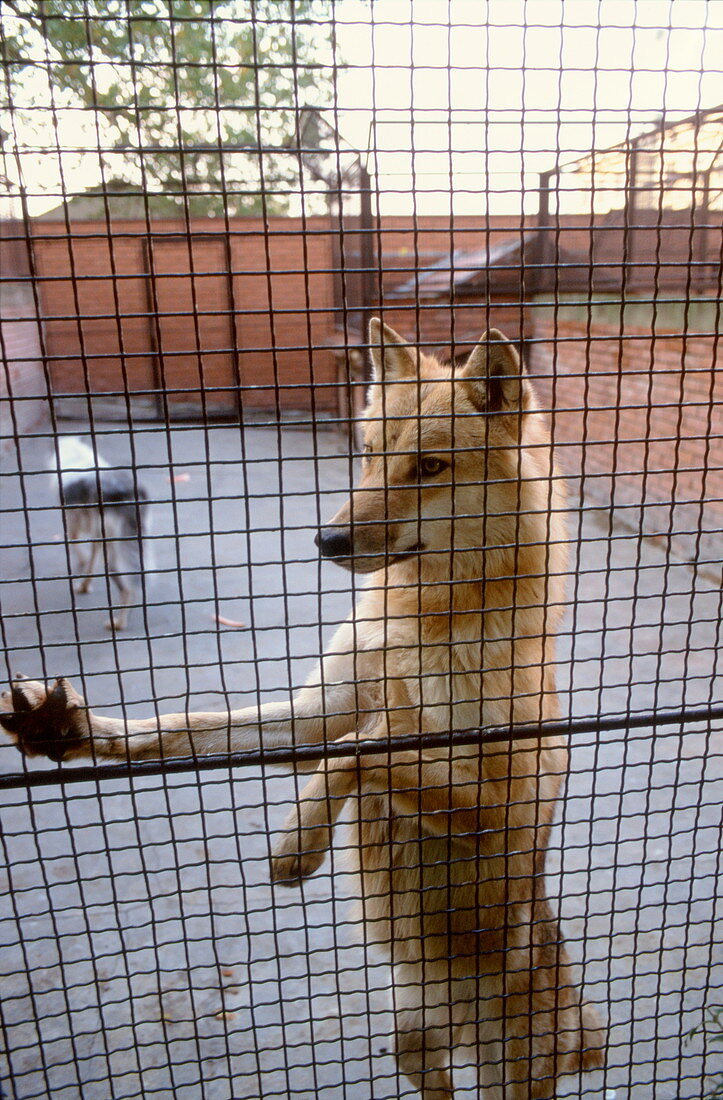 Wolves,Belgrade Zoo,Serbia