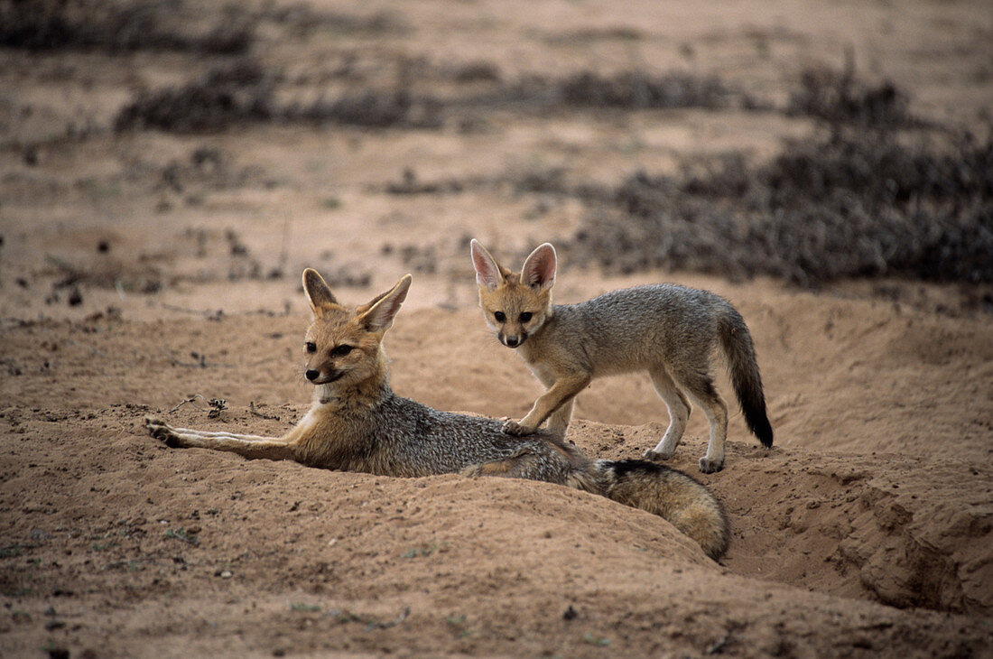 Cape fox mother and young