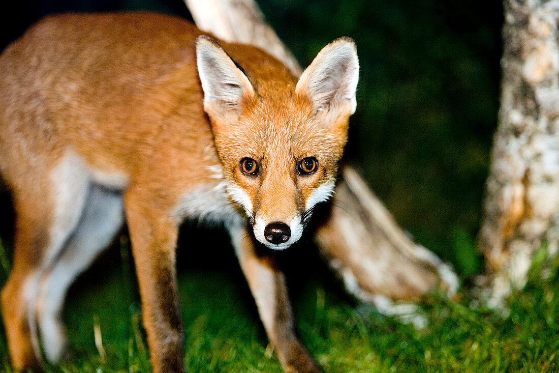 Red fox (Vulpes vulpes)