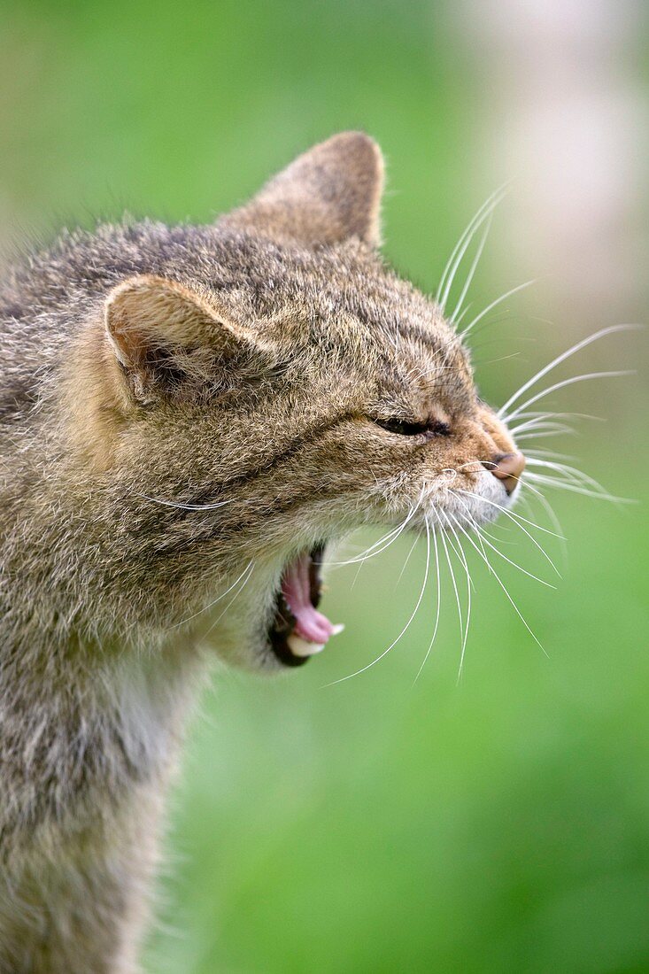 British wild cat yawning