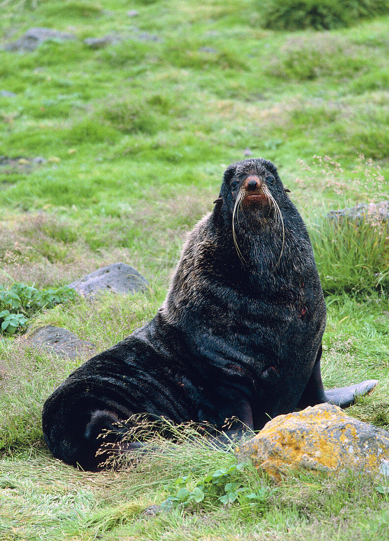 Northern fur seal