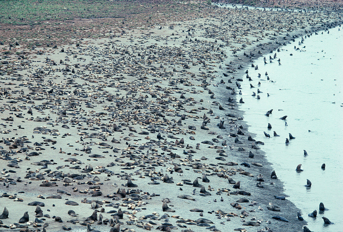 Southern fur seal colony