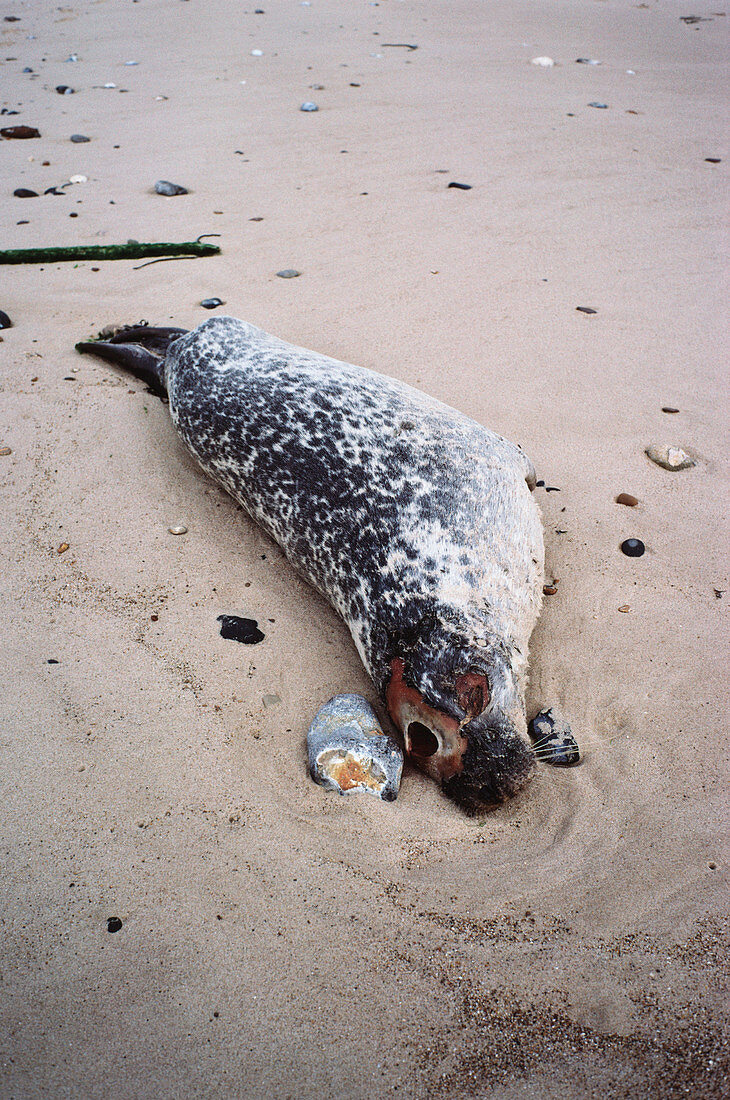 Seal killed by distemper