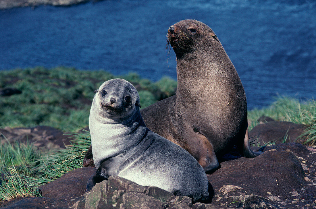 Antarctic fur seal mother and pup