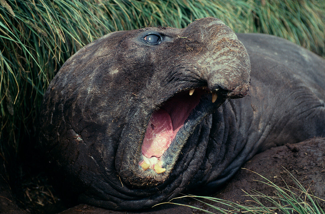 Male southern elephant seal