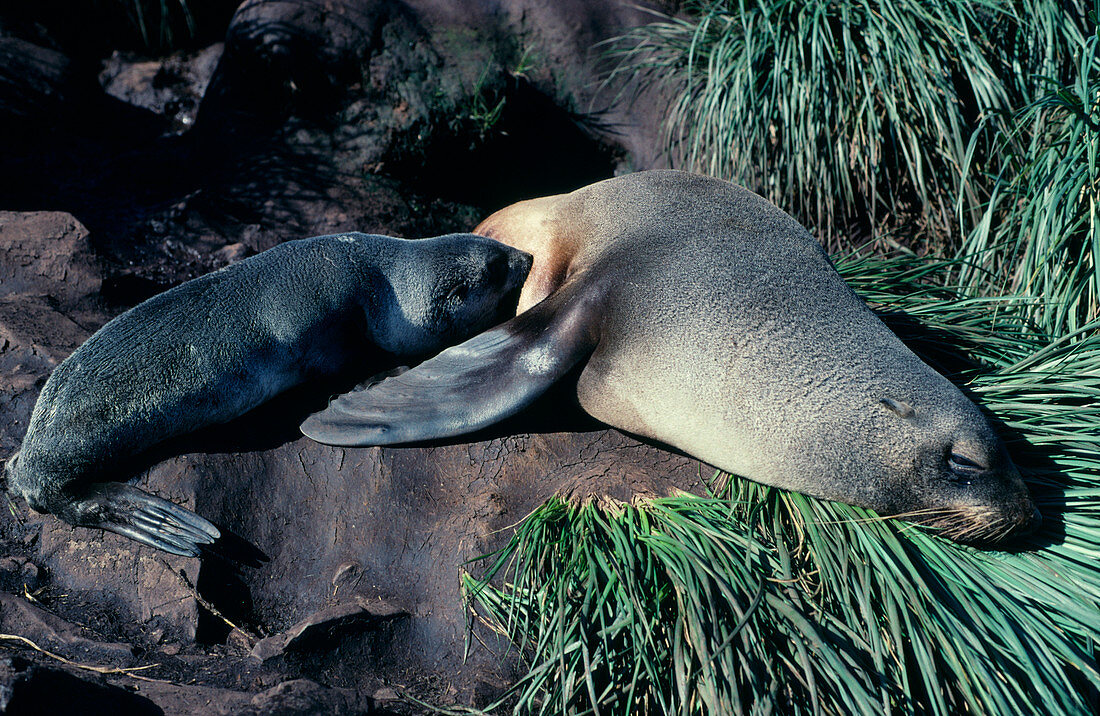 Antarctic fur seal mother and pup