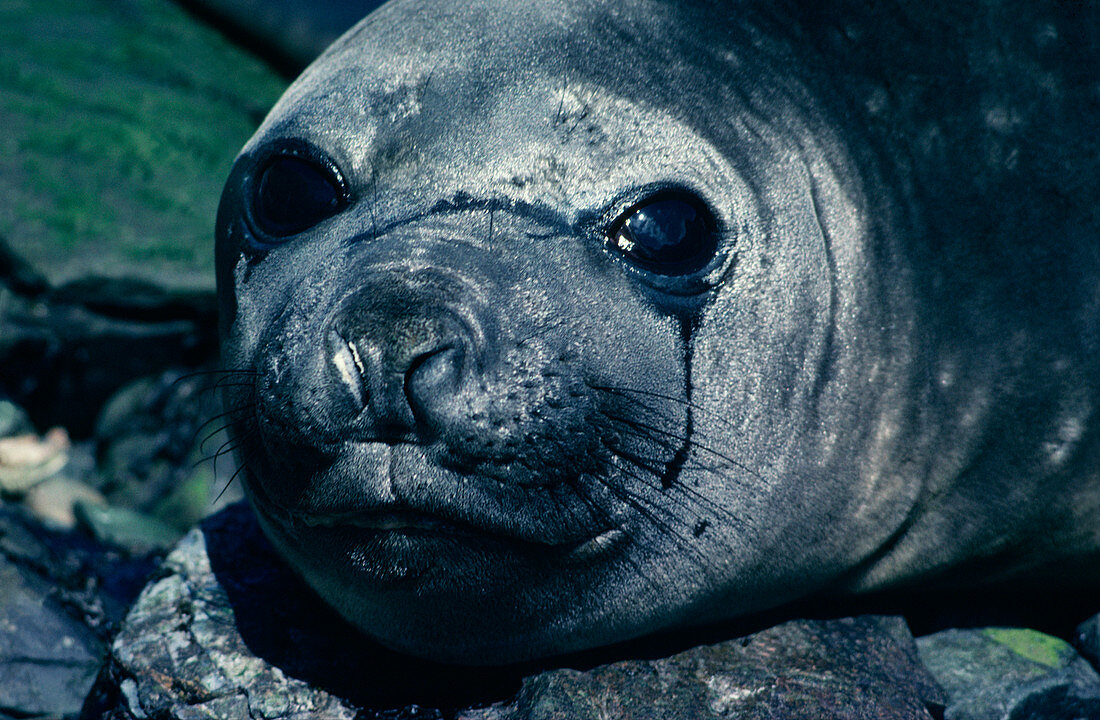 Female southern elephant seal